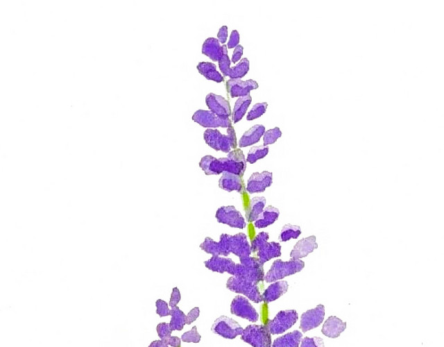 薰衣草