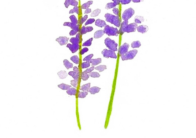 薰衣草