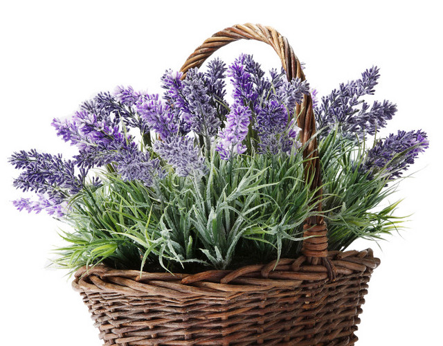 薰衣草花蓝