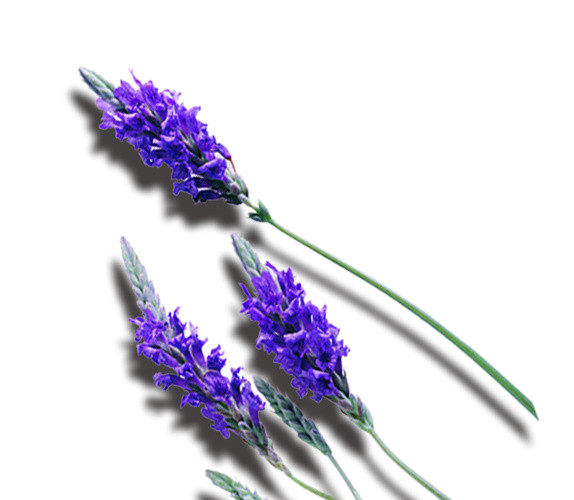薰衣草