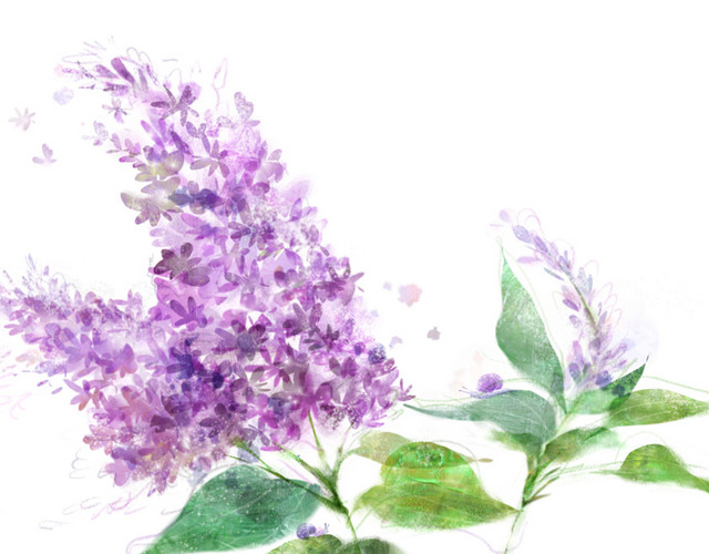 薰衣草