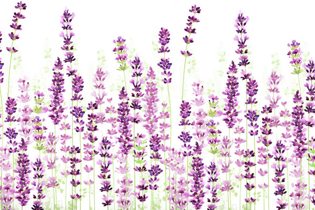 薰衣草花