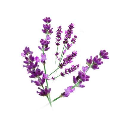 薰衣草