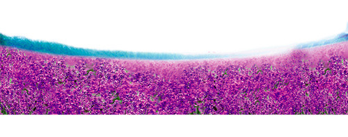 薰衣草花海
