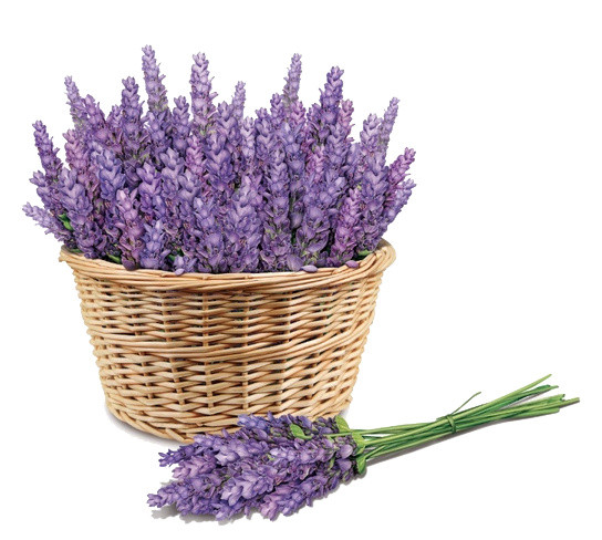 薰衣草花蓝
