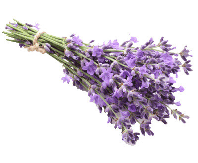 薰衣草花