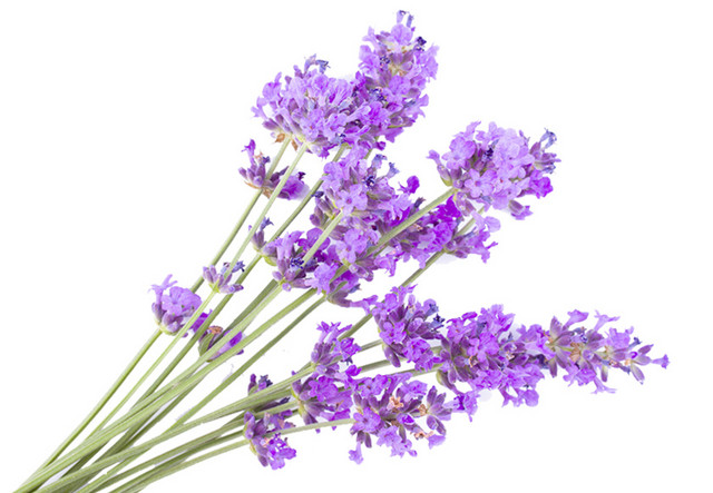 薰衣草
