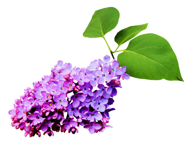 薰衣草花饰