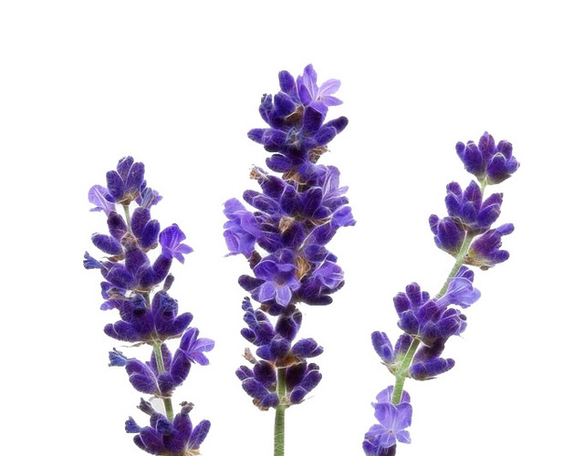 薰衣草花