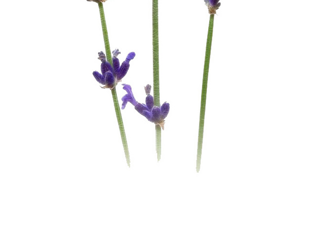 薰衣草花