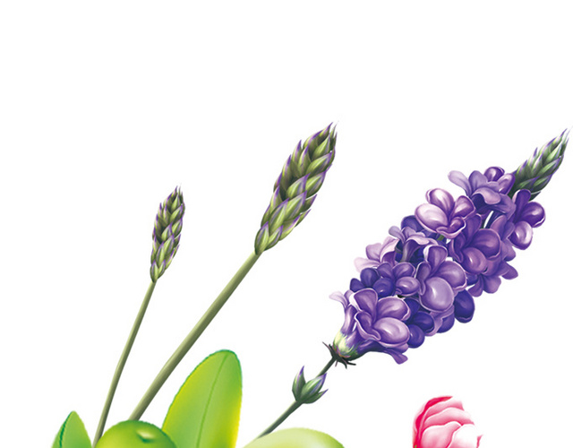 薰衣草花饰