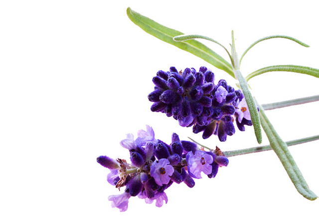 薰衣草花饰