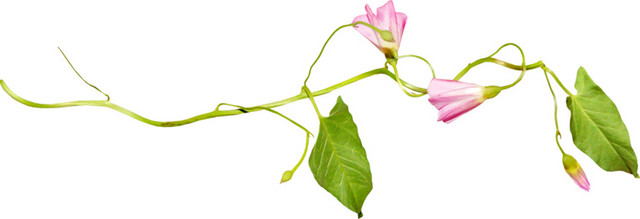 藤花