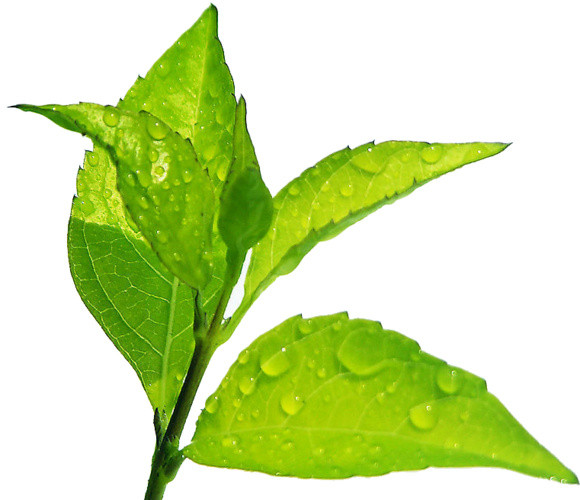 茶叶