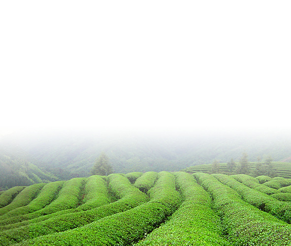 茶园