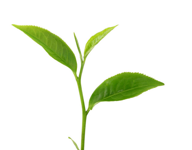茶