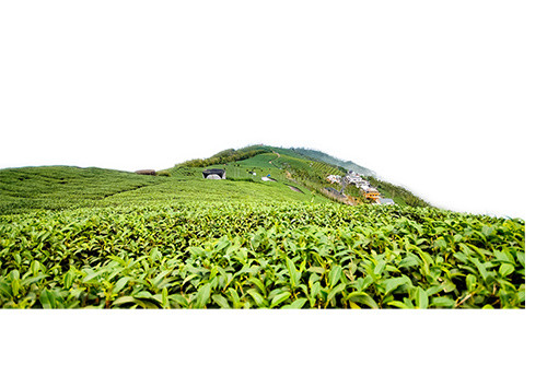 茶园