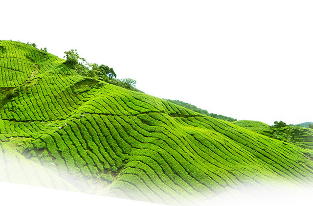 茶园
