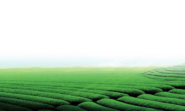 茶园