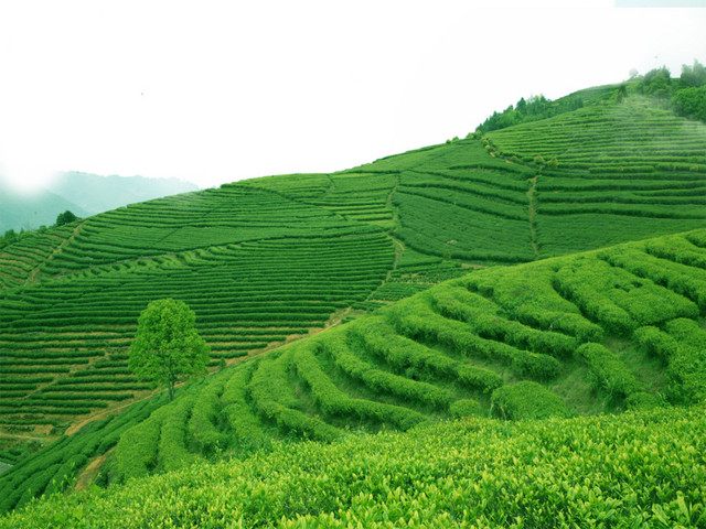 茶园