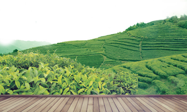 茶园