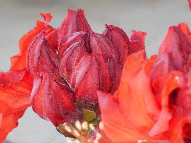 映山红 自然 春 布什 花园 开花 花 盛开 杜鹃
