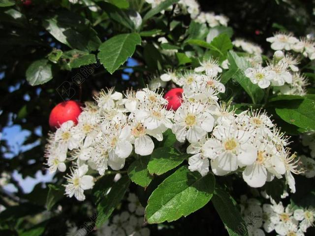 山楂 楂 偻 5 月树 HAWBERRY 树 开花 水果