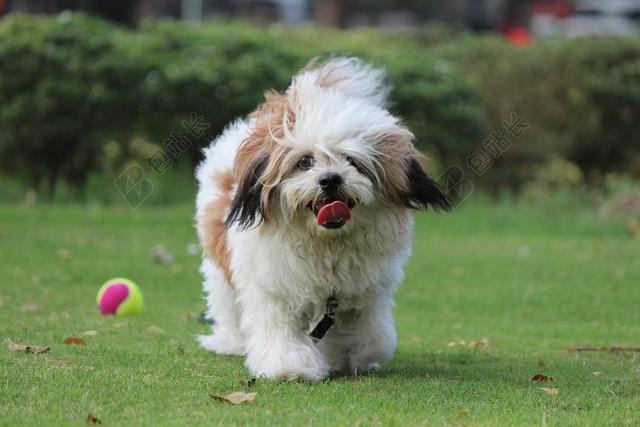 诺迪 拉萨APSO 李玟 宠物 可爱的小狗 动物