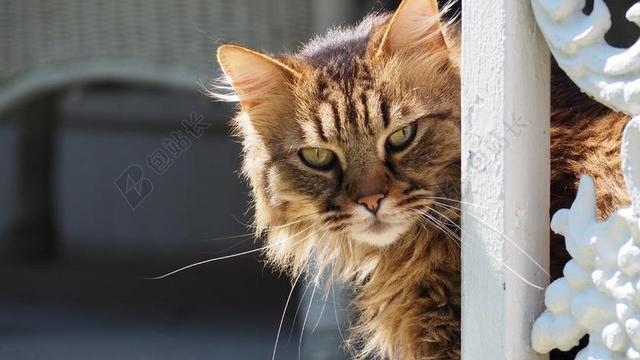 猫 肖像 小猫 可爱 动物 猫的 蓬松 宠物 猫的眼睛