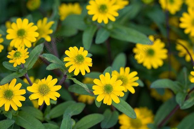 SANVITALIA 陌 轻骑兵按钮 花 黄色 黄色花 鲜花