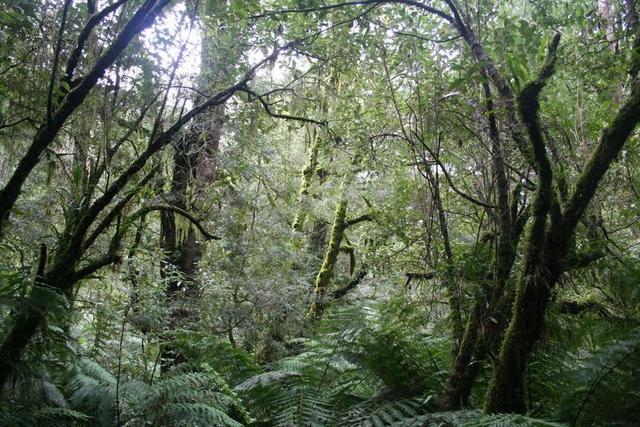 绿色自然野性阳光下的丛林自然树林山野背景图片