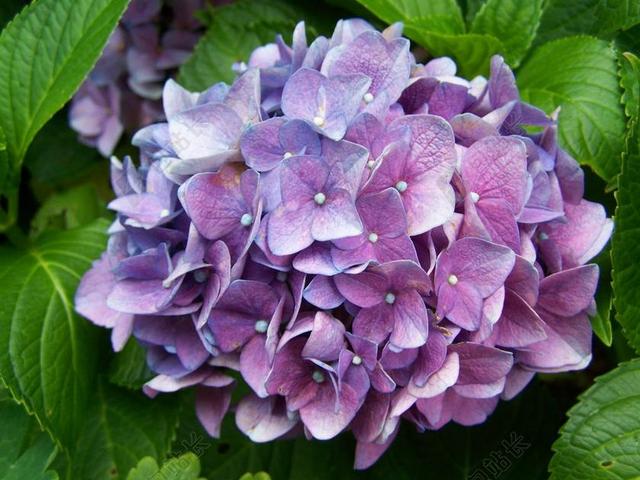 蓝紫色绣球 花园 夏天花