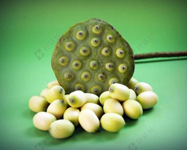 莲花 种子 花 叶 POD 印度 特写 孤立 生产 水