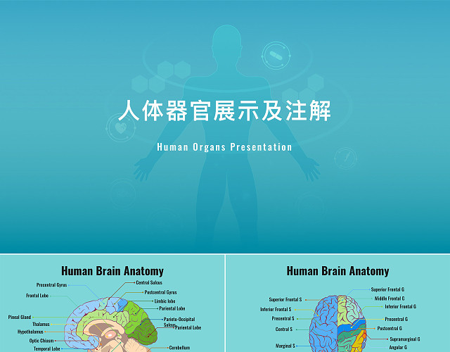 人体器官组织解剖标注医疗医学PPT模板