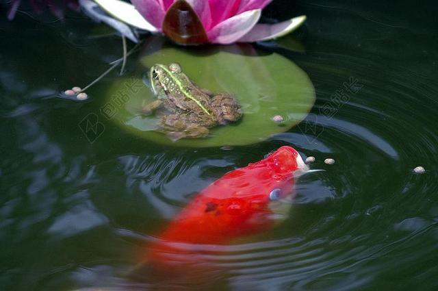 池塘 青蛙 池塘里的青蛙 两栖动物 绿色 水 锦鲤 鱼