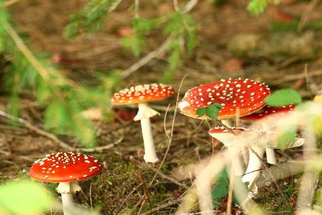 10 月 秋季 森林 金色的秋天 金秋十月 金 飞木耳 蘑菇