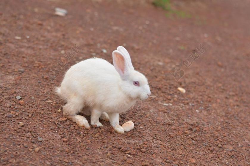 白色动物特写地上的白色兔子背景图片