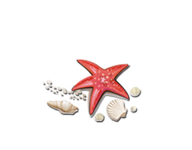 彩色海星贝壳矢量素材