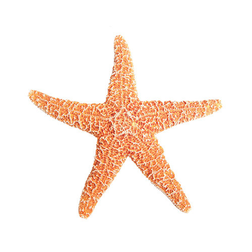黄色免抠海星素材