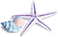彩色海洋贝壳海螺海星素材