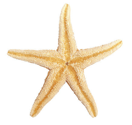 彩色海星免抠素材