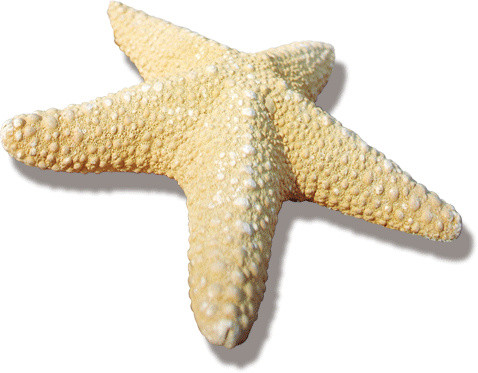 黄色海星免抠素材