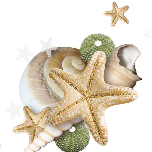彩色海星海螺免抠素材