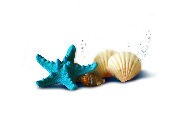 彩色海星贝壳海螺素材