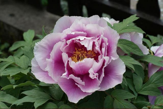 PEONIE 花 花园 植物群 牡丹 关闭 不完整 性质