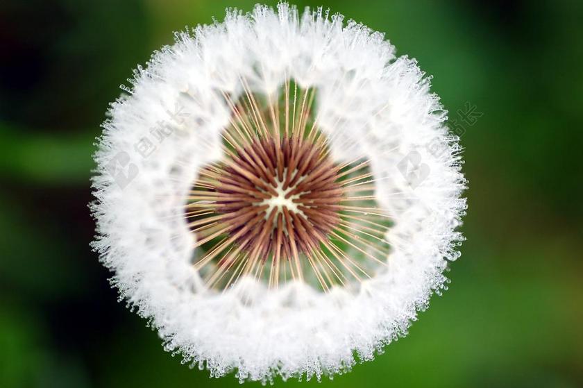 植物特写白色的蒲公英背景图片