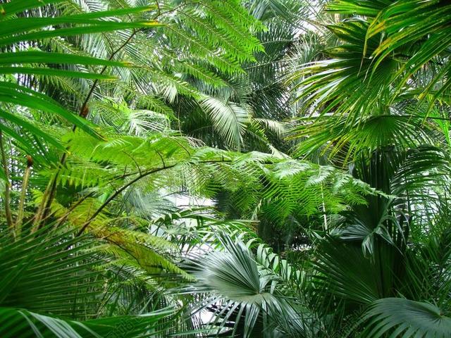 热带 叶子 绿色的树叶 棕榈 植物 棕榈叶 绿色