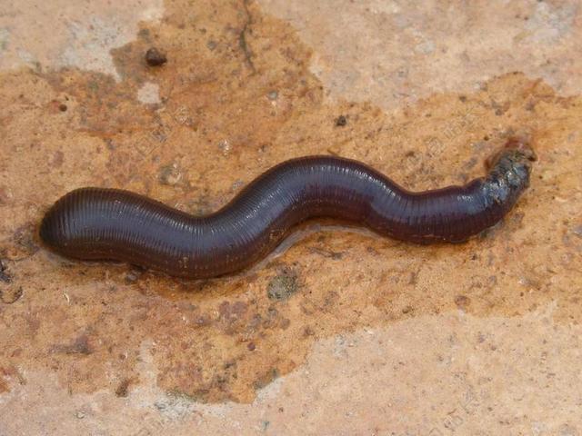 蠕虫 OLIGOQUETO TERRA 中国传媒大学 地球蠕虫