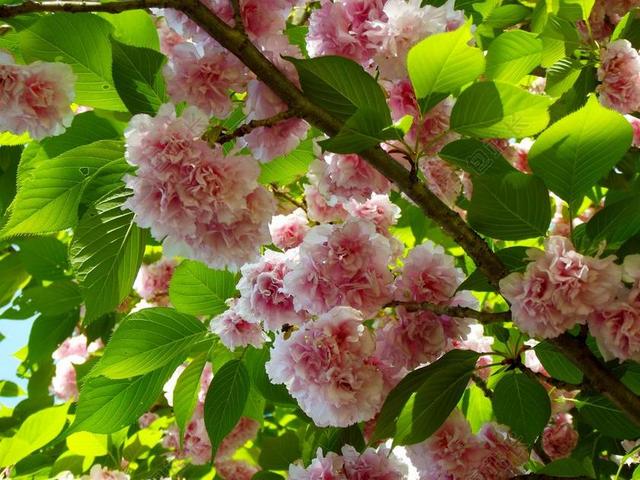 樱桃树 花 鲜花 春 粉红色 枝杈 春天的花朵 水华