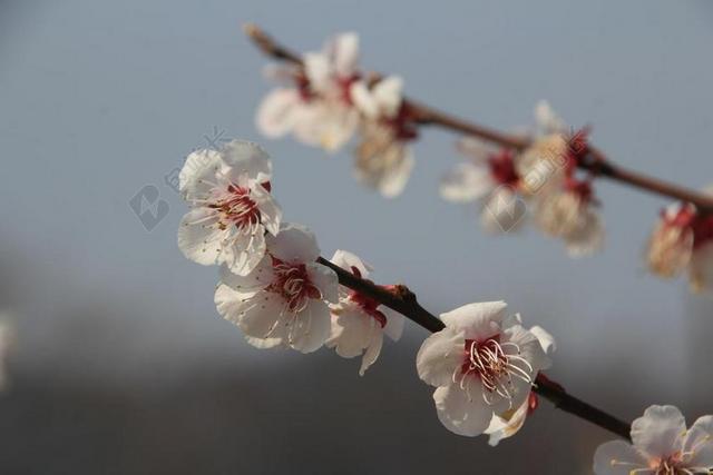 梅花 鲜花 春天 它是之一 美 粉红色 白色的花 花树